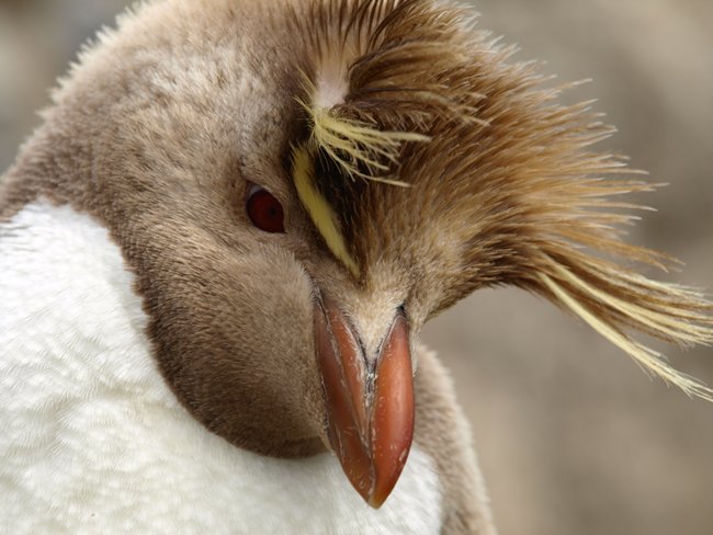 ../../Pictures/241209/025 Rockhopperalbino.JPG